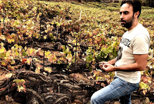 7 Fuentes / シエテ・フェンテス 2020